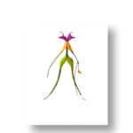 Mantis - 5 de 6