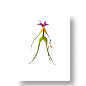 Mantis - 5 de 6