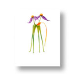 Mantis - 6 de 6